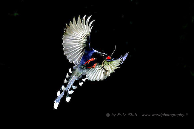 Taiwan Blue Magpie in Flight